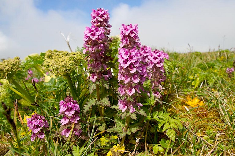 Kranskartelblad bloeit met grote roze trossen.