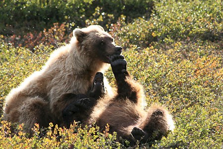 Grizzly's in Denali NP, Alaska.