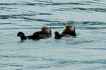 Zeeotters drijven overal rond. Vooral bij Valdez, Homer en Seward zijn ze te vinden.
