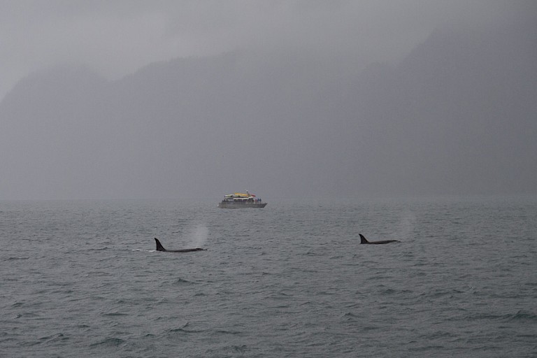 Orka's bij Seward, Alaska.