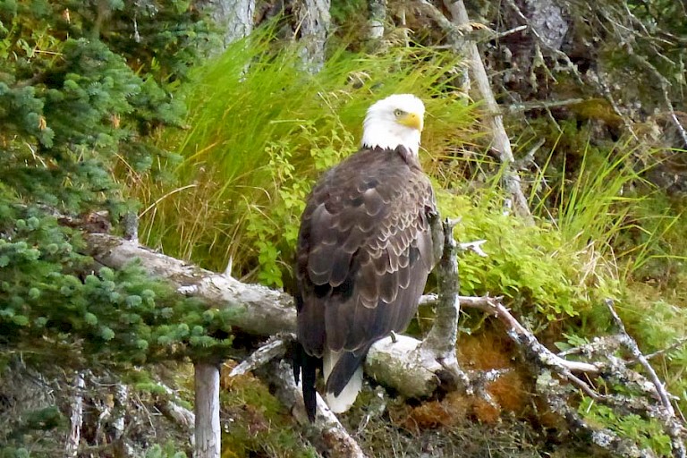 Amerikaanse zeearend (Bald Eagle).