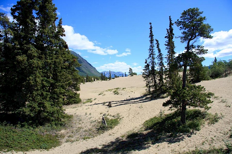 Yukon kent ook grote duingebieden.