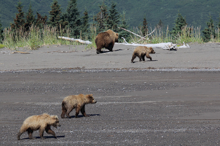 Moeder met drie jongen, Kodiak, Alaska.