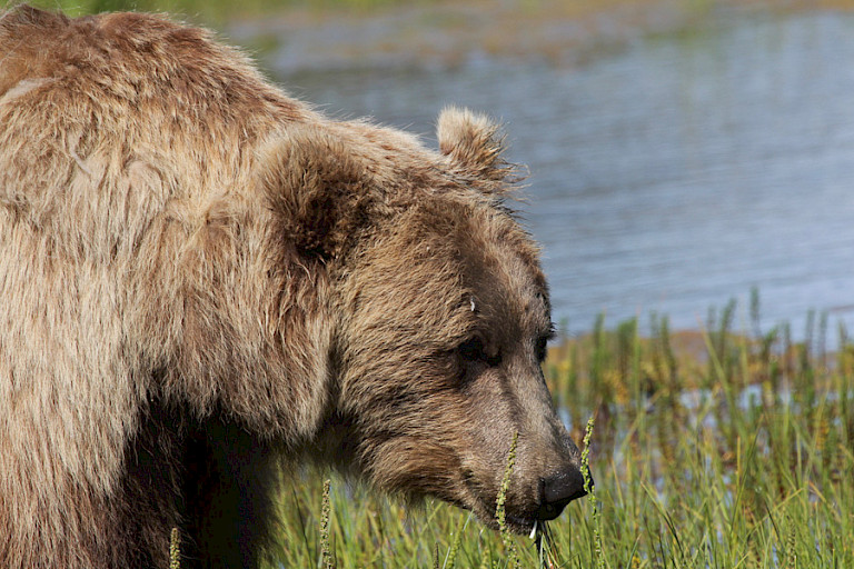 Beer struinend langs de waterkant, Kodiak, Alaska.