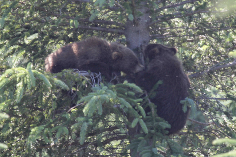 Jonge, spelende beren, Kodiak, Alaska.