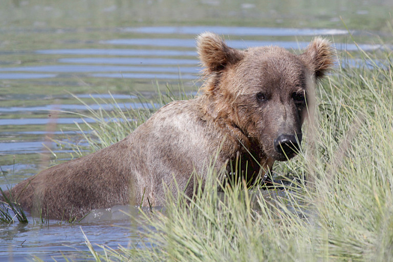 Vissende beer in de rivier, Alaska, Kodiak.