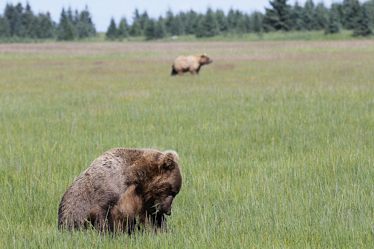 Twee beren in het gras, Kodiak, Alaska.