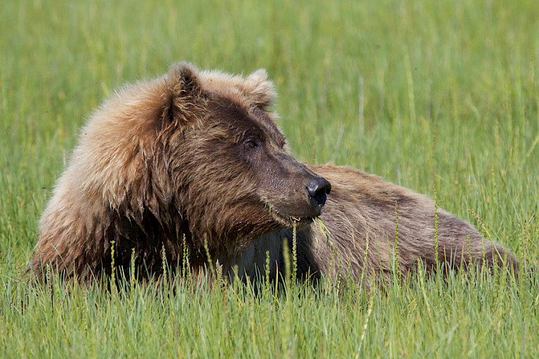 Rustende beer, Kodiak, Alaska