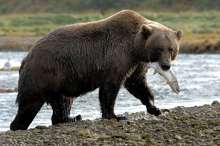 Bruine beer met zalm. Foto: André Gilden.