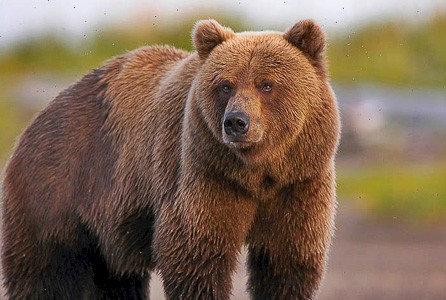 Imponerende beren op Kodiak en Katmai, Alaska.