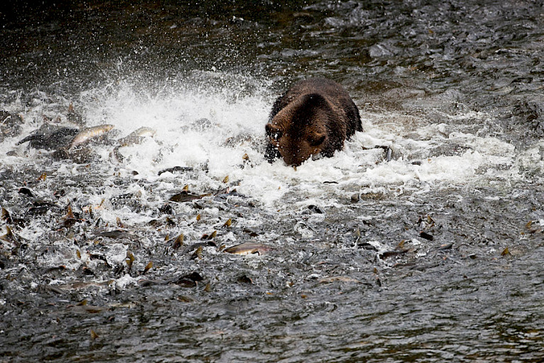 Met zoveel zalmen om je heen, moet er toch een te vangen zijn. Foto: André Gilden.