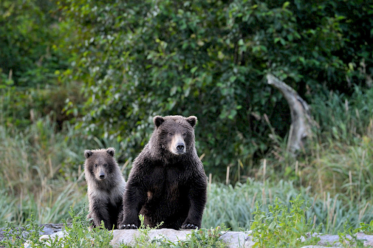 Een mooie ontmoeting met moederbeer en jong. Foto: André Gilden.