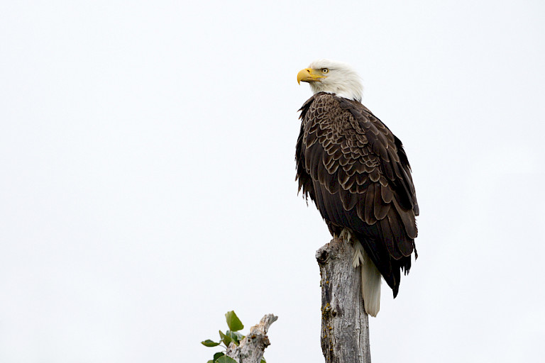 Amerikaanse Zeearend op Katmai. Foto: André Gilden.
