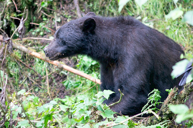 Beer aan de bosrand langs de fjord.