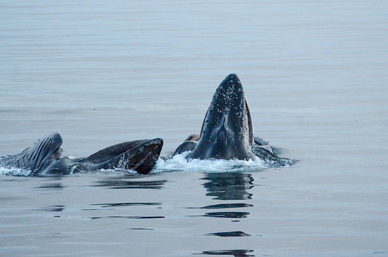 Opduikende Bultruggen.