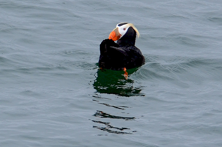 De Kuifpapegaaiduiker is een van de veel voorkomende zeevogels in dit gebied.