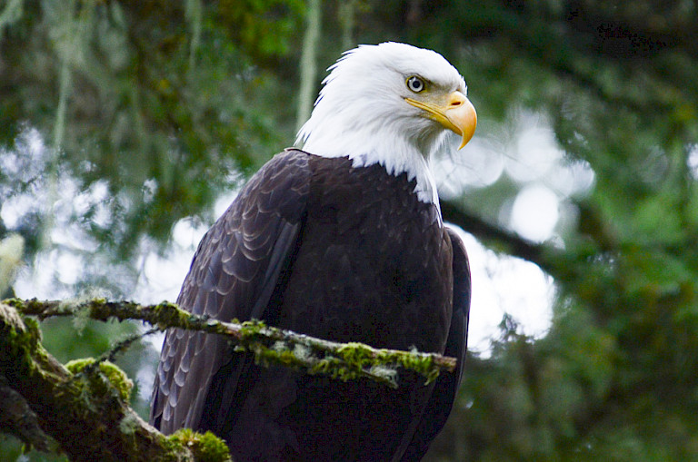Amerikaanse zeearend in de bosrand.