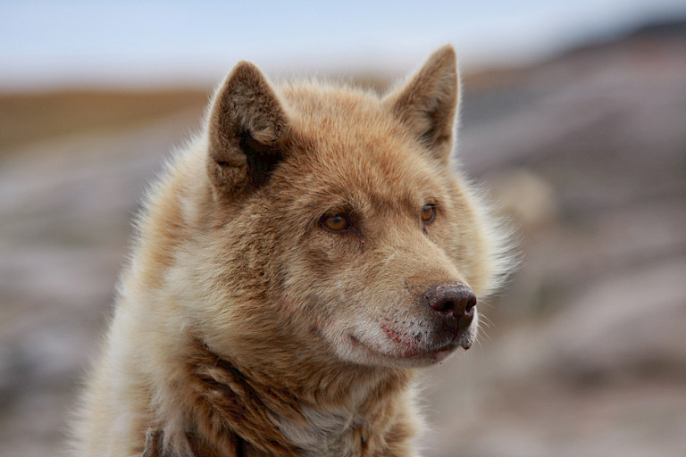 Sledehond in Qaarsut.