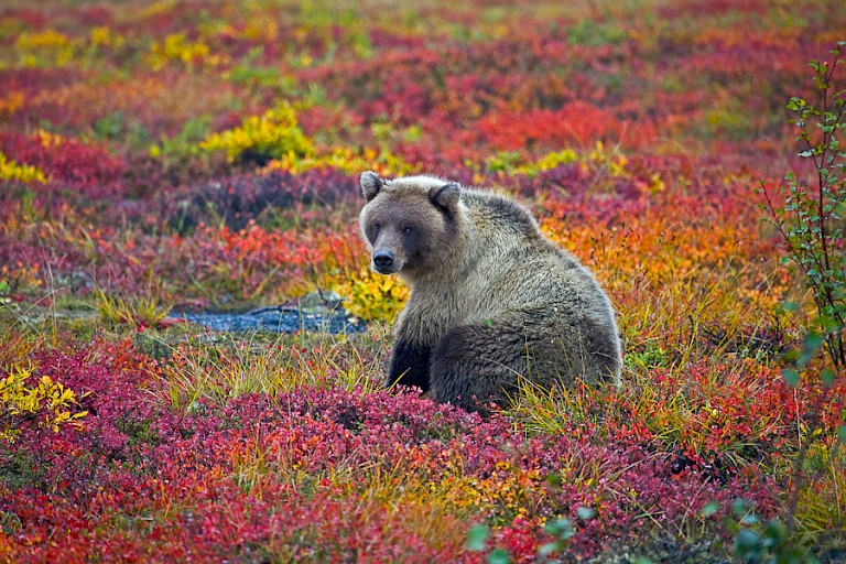 Grizzly op de toendra in herfstkleuren.