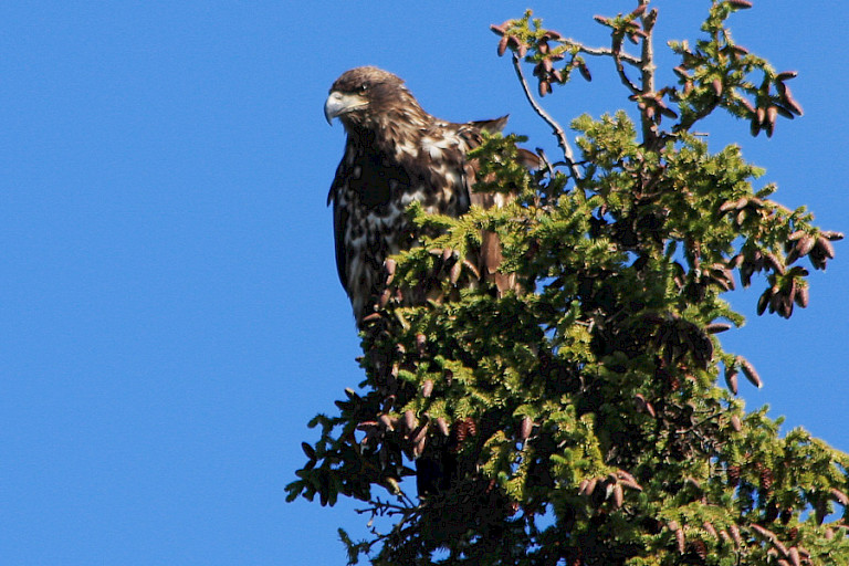 Jonge Steenarend in de bossen van Kluane NP.