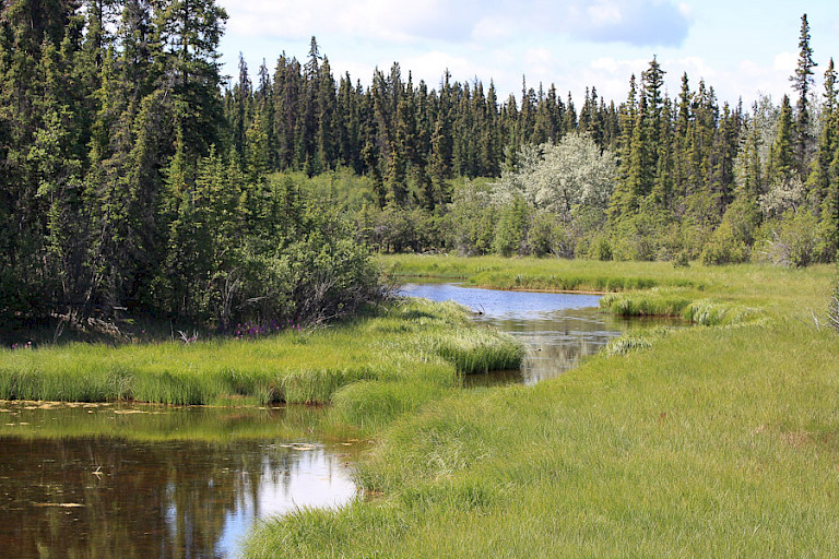 Het drassige landschap in de omgeving van Canyon, Yukon.