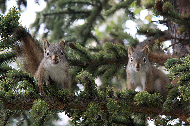 Eekhoorns in een boom langs de weg.