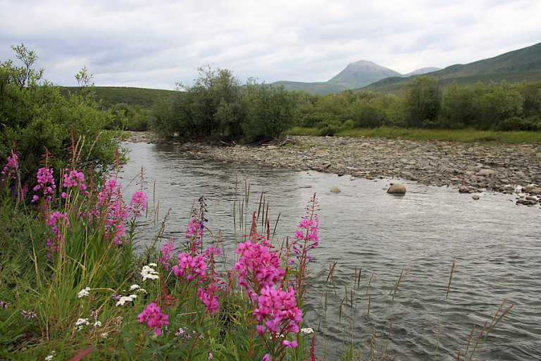 Langs de Dempster Highway.