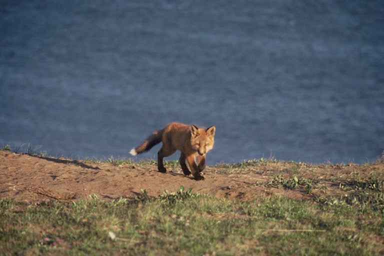 Een nieuwsgierig vosje.