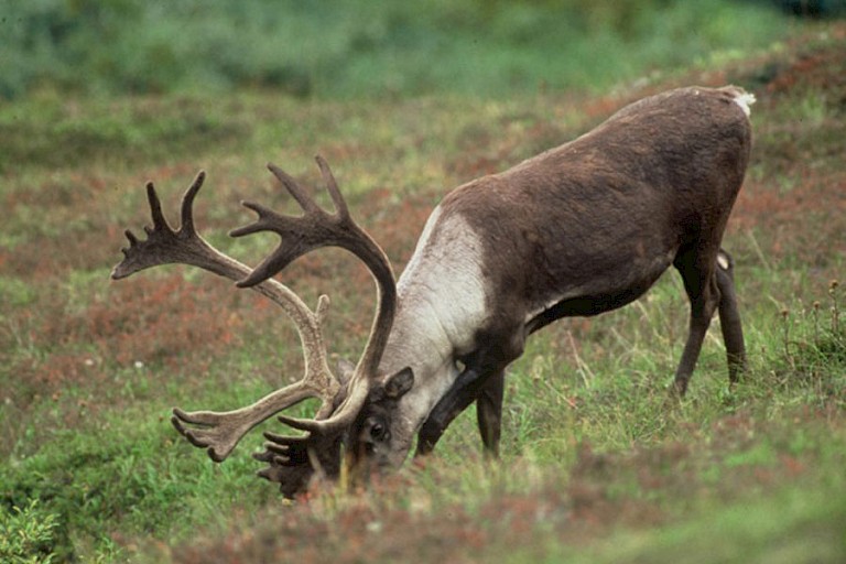 Grazend rendier met volgroeid gewei.