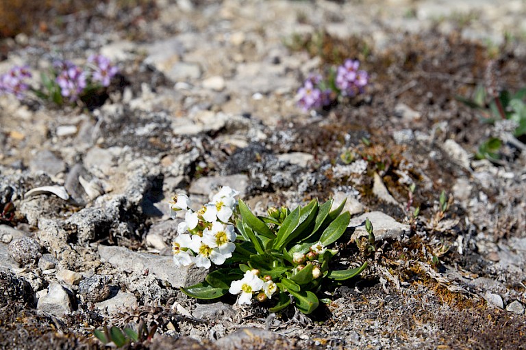 Aan land is er veel te ontdekken zoals planten en bloemen.