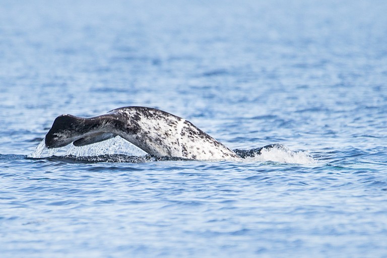 Onderduikende Narwal