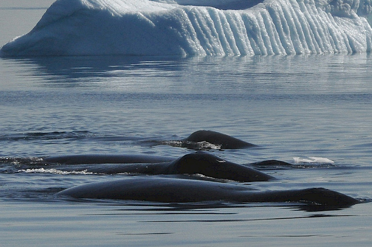 Drie Groenlandse walvissen.