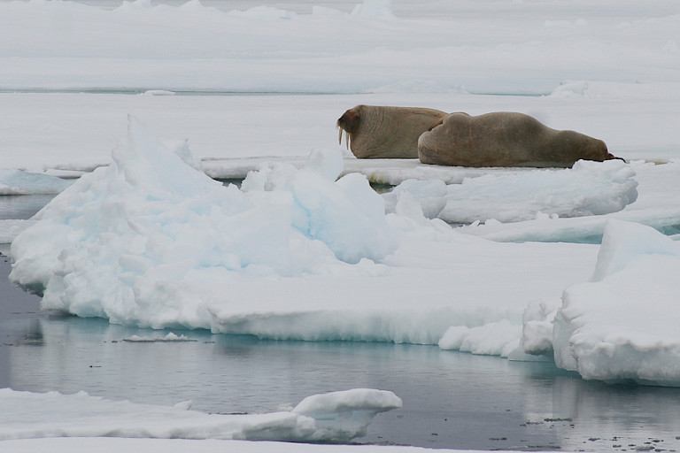 Walrussen op het ijs.