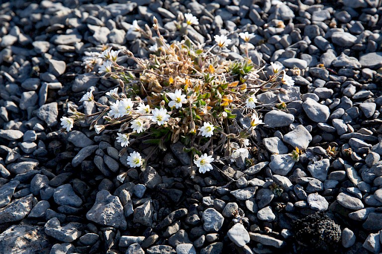 Poolhoornbloem op Beechey.