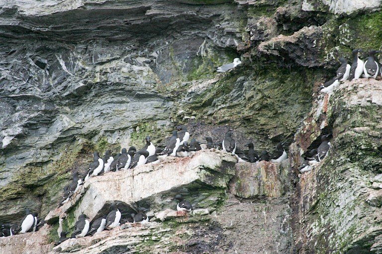Kortsnavelzeekoeten op de kliffen.