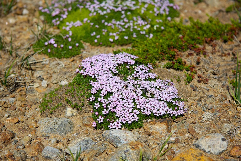 Stengelloze silene is een van de mooie Arctische planten.