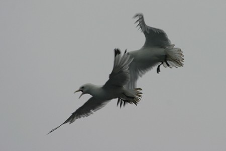 Drieteenmeeuwen. Expeditiecruise West-Groenland & oostkust Baffin Canada.