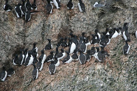 Dekbekzeekoeten op de rotsen. Expeditiecruise West-Groenland & oostkust Baffin Canada.
