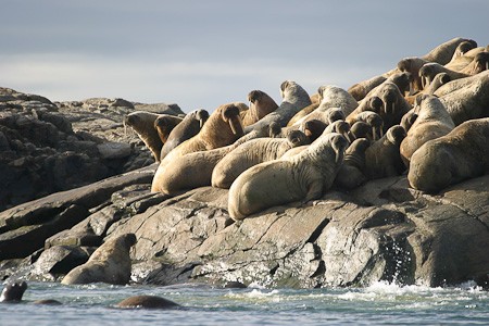 Walrussenkolonie. Expeditiecruise West-Groenland & oostkust Baffin Canada.