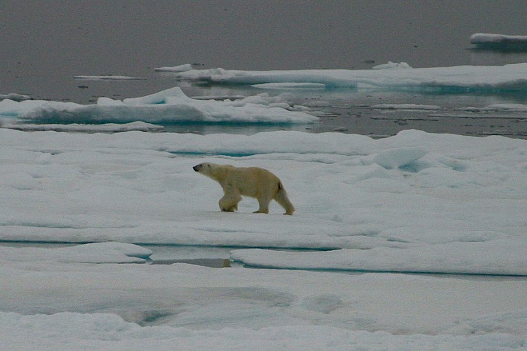 IJsbeer op het pakijs in de Smith Sound tussen Canada en Groenland.
