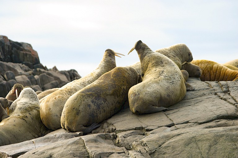 Walrussen bij Devon.