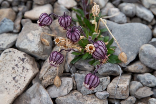 Knikkende silene tussen de rotsen.