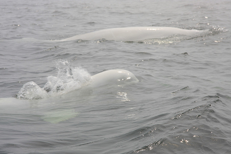 Opduikende Beluga's (Churchill).