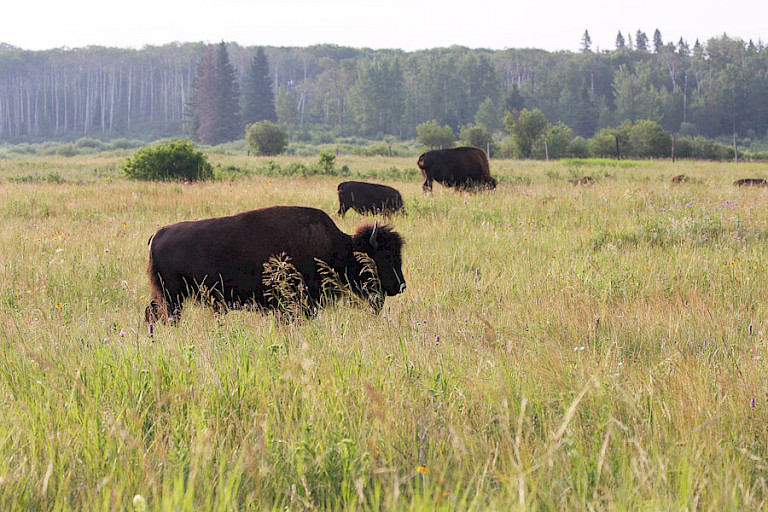 Kudde bizons Riding Mountain NP.