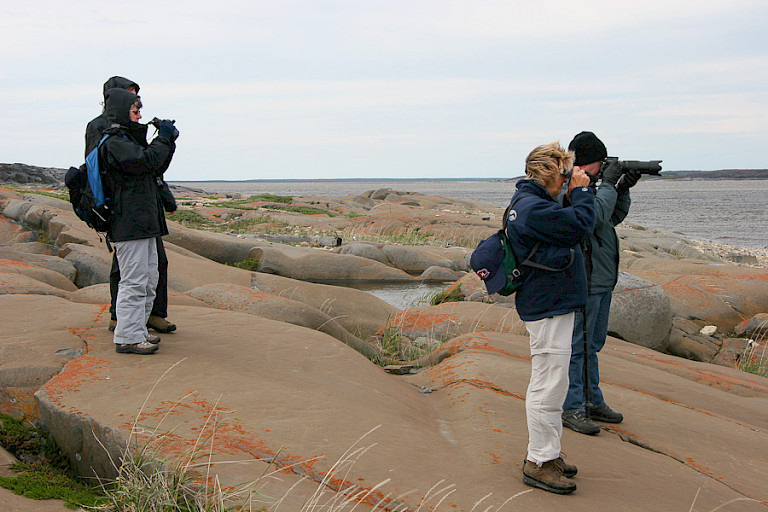 Langs de oever op zoek naar Beluga's.