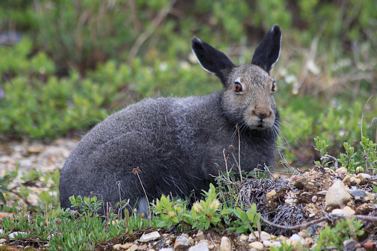 Sneeuwhaas in zomerkleed op de toendra in Churchill.