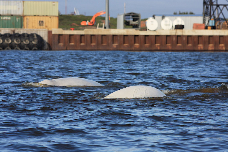 In Churchill kun je soms de Beluga's al vanaf de kade zien.