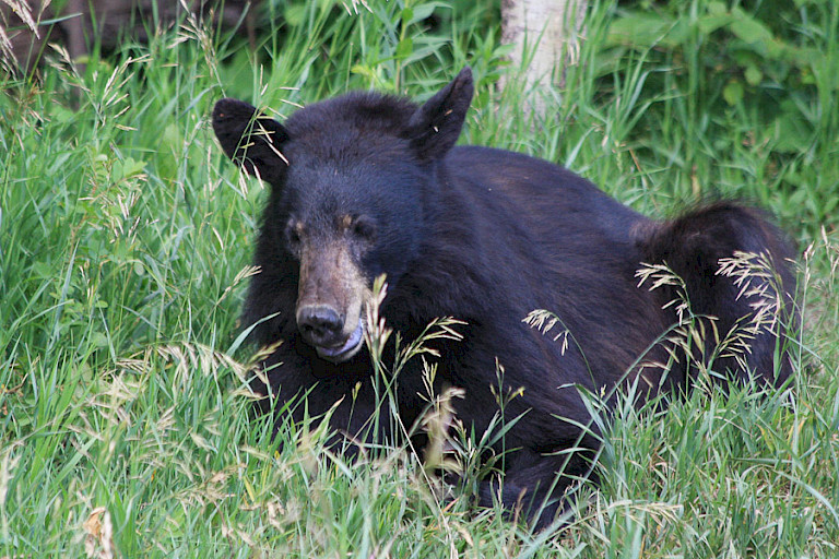 Zwarte beer op zoek naar een grondeekhoorn in het gras.
