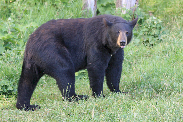 Zwarte beer in het Riding Mountain NP
