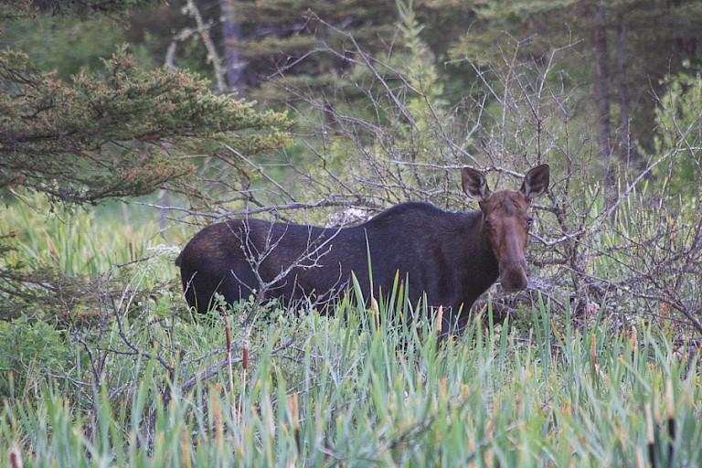 Eland in het drassige deel van het park.